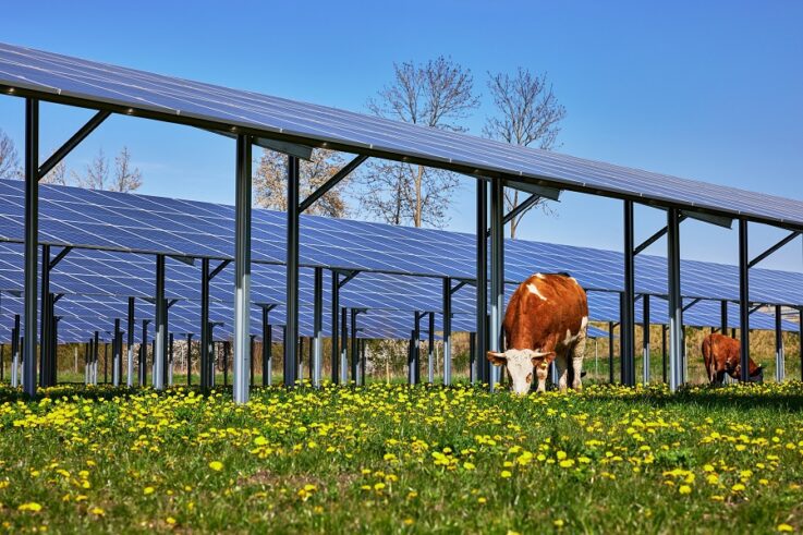 Agri-Photovoltaik für grasende Mutterkühe