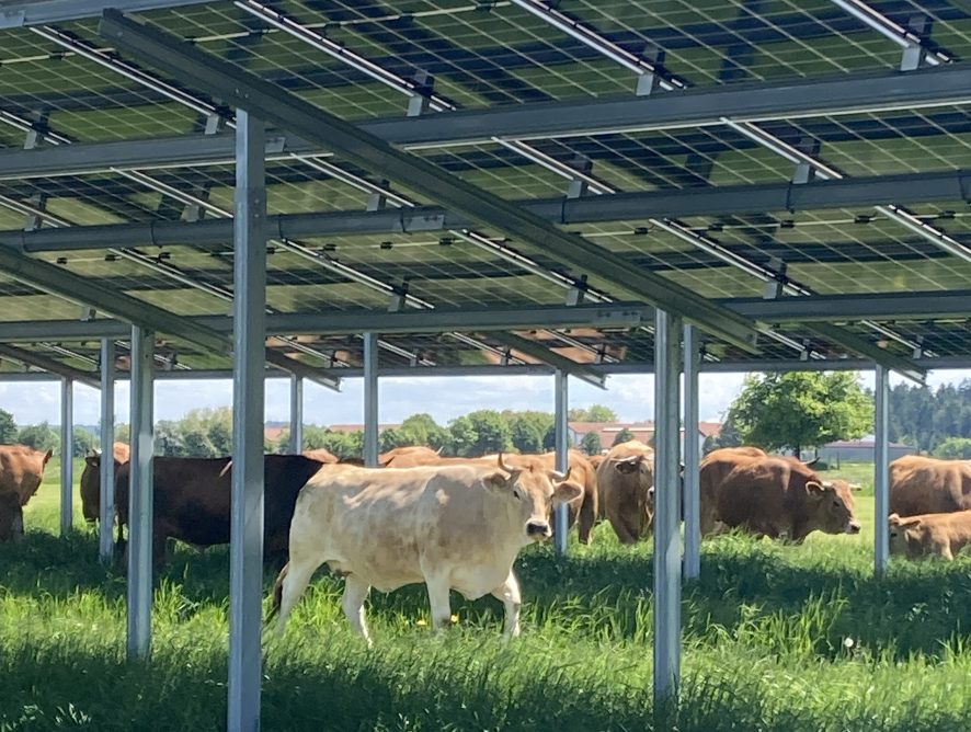 Agri-PV für Weiderind und Wasserbüffel